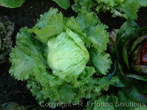 Lettuce - Iceberg 